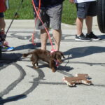 Memorial Day Parade 2026