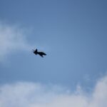 Windy City Warbirds and Classics 2026