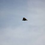 Windy City Warbirds and Classics 2026