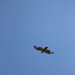 Windy City Warbirds and Classics 2026