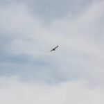 Windy City Warbirds and Classics 2026