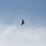 Windy City Warbirds and Classics 2026