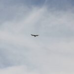 Windy City Warbirds and Classics 2026