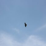 Windy City Warbirds and Classics 2026