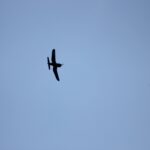 Windy City Warbirds and Classics 2026