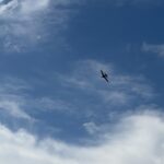 Windy City Warbirds and Classics 2026